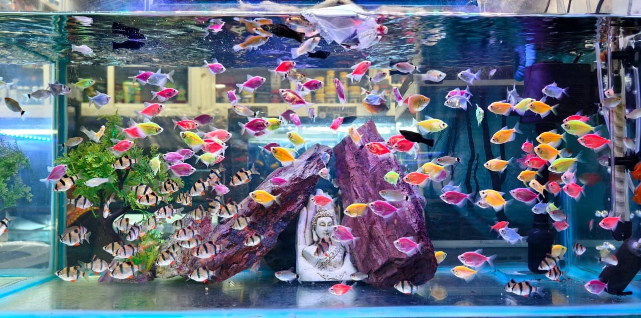 Aquarium setup Delhi