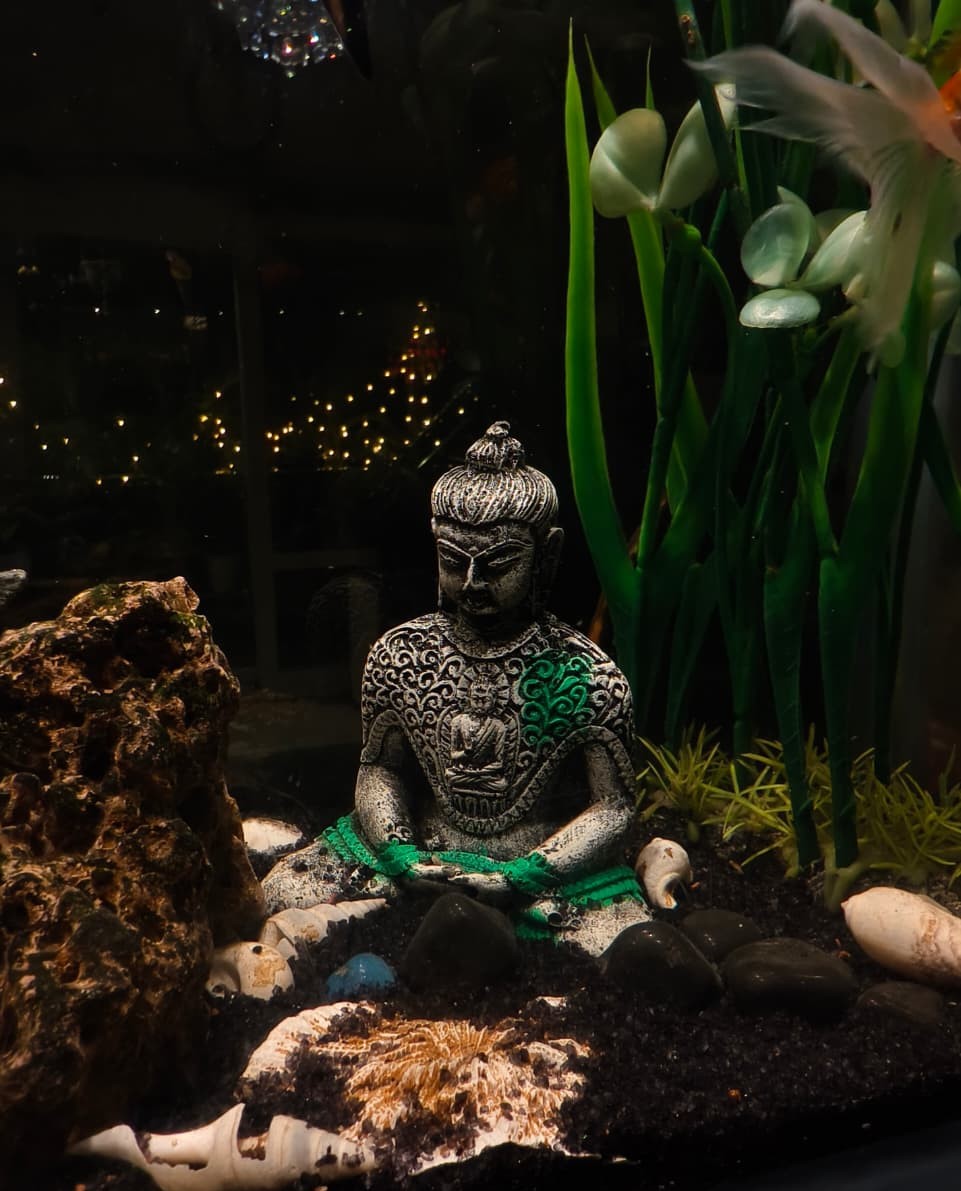 Custom aquarium Noida