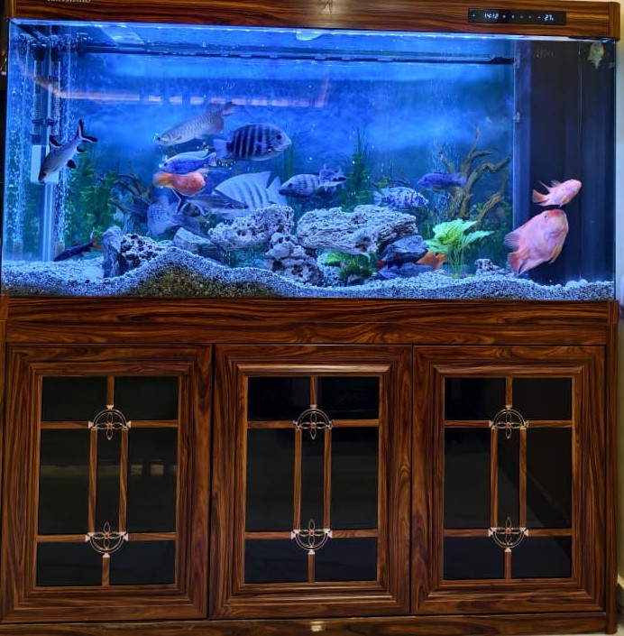 Office aquarium setup