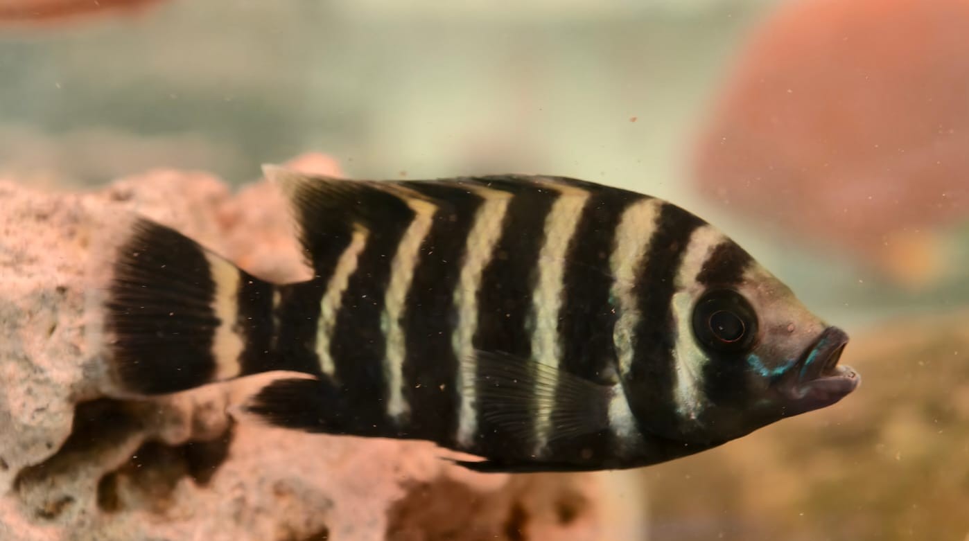 Colorful tropical fish