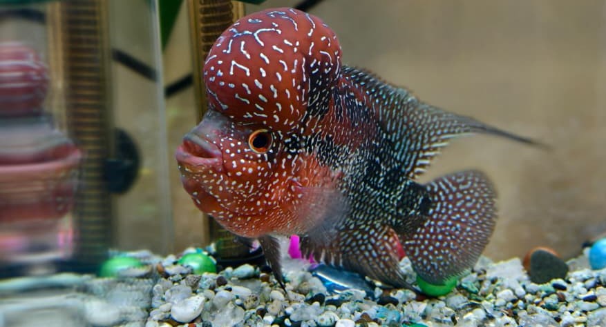 Flowerhorn cichlid