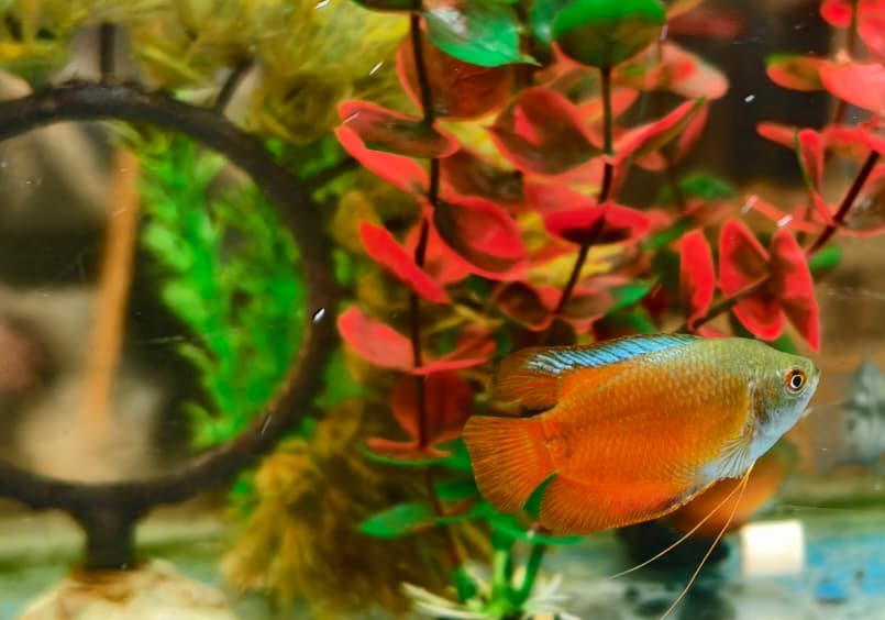 Exotic freshwater fish