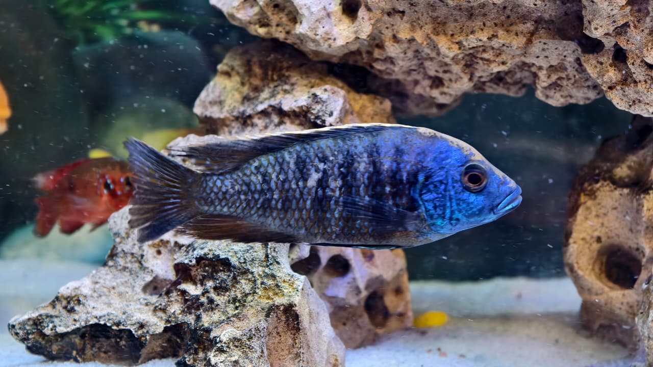 Bule peacock cichlid